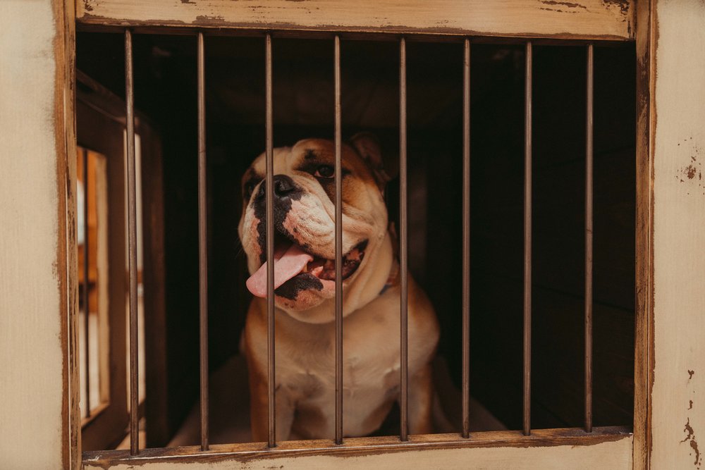 Kennel&Crate-HighFiveMedia-7Q6A4689.jpg